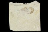 Cretaceous Fossil Shrimp - Lebanon #107672-1